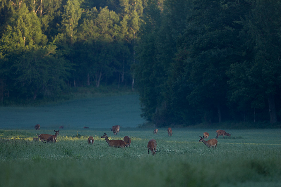 Red deer